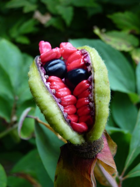 Paeonia mlokosevichii fruits